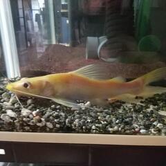 ゴオルデンミスタスキャット、単品１匹、レア魚。