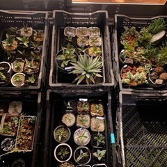 🔥アガベ子株🔥　品種多数　500円〜　チタノタ2000円〜