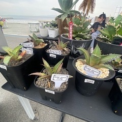 🔥アガベ子株🔥　品種多数　500円〜　チタノタ2000円〜の画像