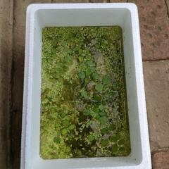 発泡スチロール箱入り　水草セット