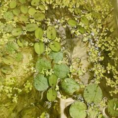 発泡スチロール箱入り　水草セットの画像