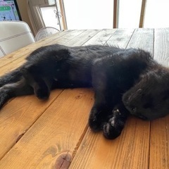 決まりました！ありがとうございました！2023年4月生まれの黒猫...