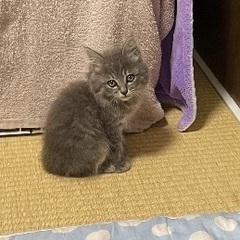 生後1か月　子猫