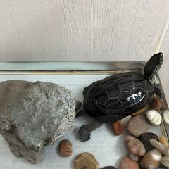 クサガメの里親を募集しております