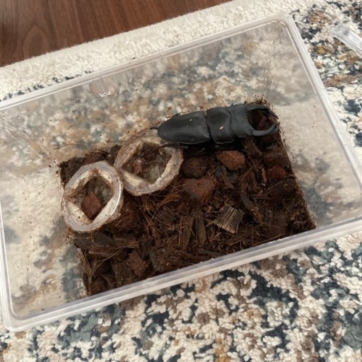 オオクワガタ能勢YG成虫まとめ売り