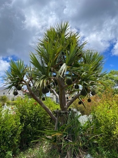 タコの木（読谷）