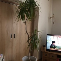 【引取限定：札幌市中央区】ドラセナコンシンネ観葉植物