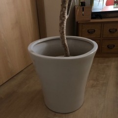 【引取限定：札幌市中央区】ドラセナコンシンネ観葉植物の画像