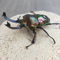 【受付終了】ニジイロクワガタ♂【配送可】