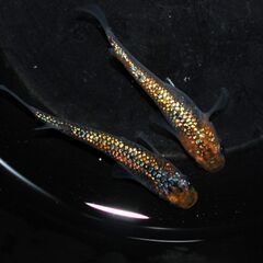 めだか屋チャティー　上物めだかのMIX卵　４０個+α　.7/10投稿分