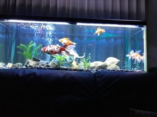 売れないので値下げします笑50,000を30,000でどうですか？全部引き取ってくれる方限定！