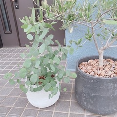 ユーカリ　ポポラス　鉢植え
