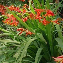 オレンジ花の球根 （５球）