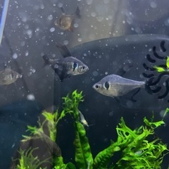 ブラックファントムテトラ×5匹
