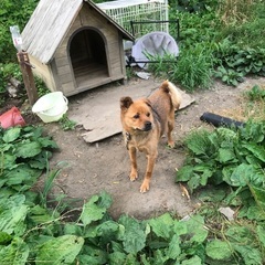柴犬雑メスと北海道犬雑メス里親募集