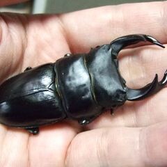 佐賀県産オオクワガタ ♂73ミリ ♀48.2ミリ ペアの画像
