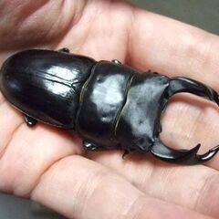佐賀県産オオクワガタ ♂73ミリ ♀48.2ミリ ペアの画像