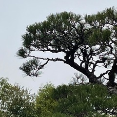 庭木の剪定/植木の管理/造園/樹木の消毒