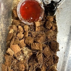 カブト、クワガタ欲しい方