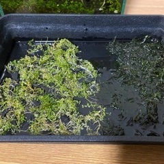 モーリー(魚)ニューラージパールグラス、南米ウィローモス(水草)の画像