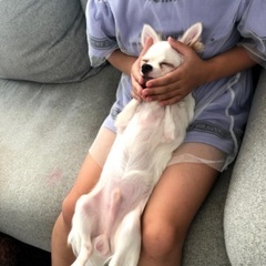 チワワ2匹⭐︎3歳【里親様決定済】 - 熊本市