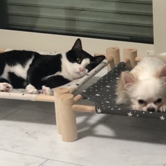 チワワ2匹⭐︎3歳【里親様決定済】 - 犬
