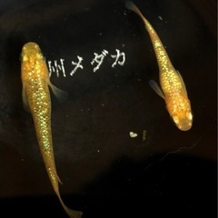 令和ヘイキ　稚魚10匹　道三めだか様直個体