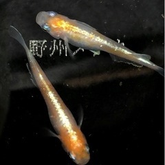 ダイアナ妃　稚魚10匹　道三めだか様直個体