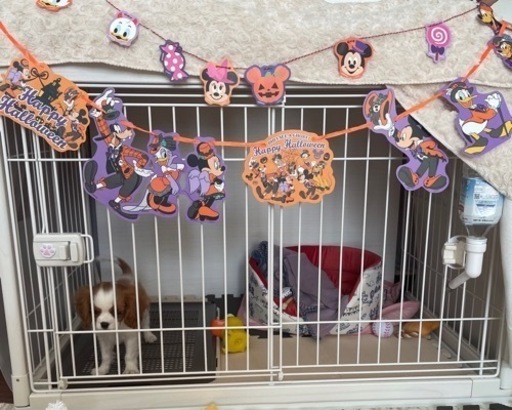 犬用のケージです。