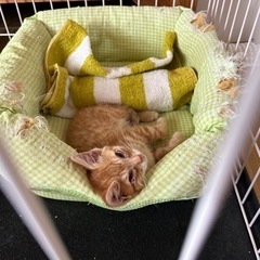 茶トラ子猫