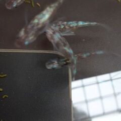 「目高童.龍」無料メダカもございます。現在25種類程のメダカを趣味で飼育してます。メダカ好きが沢山増えてくれたらと思い安価でお譲りしています。 - ペット