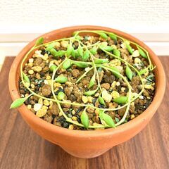 【多肉植物】グリーンネックレス（3号素焼き鉢付き）