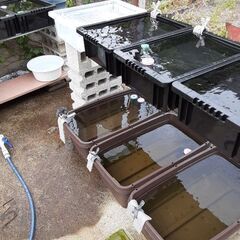 「目高童.龍」無料メダカもございます。現在25種類程のメダカを趣味で飼育してます。メダカ好きが沢山増えてくれたらと思い安価でお譲りしています。 − 山梨県