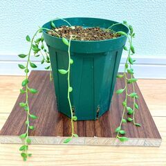 【多肉植物】グリーンネックレス（4号深型スリット鉢付き）
