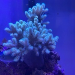 水槽用ライト の画像