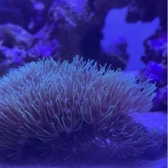 水槽用ライト の画像