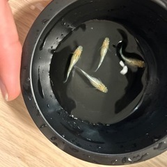 メダカ針子稚魚〜幼魚バケツの中身全て‼️の画像