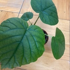 観葉植物　ウンベラータ11