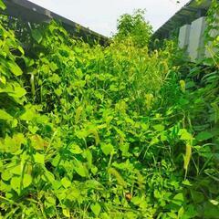 鹿児島県頴娃町上別府付近の太陽光発電所の草の伸び具合を確認したいので