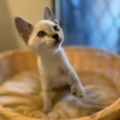 2ヶ月弱兄妹シャム系女の子① - 猫