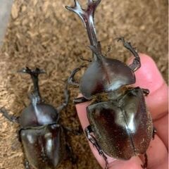 【長命血統】7月上旬羽化したてのカブトムシお譲りしますの画像