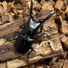 外国産カブクワ(全てワイルド個体)基本ペア　　