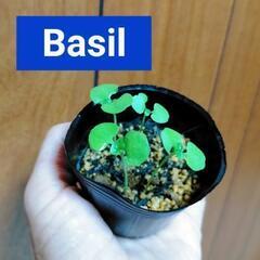 バジル苗 《物々交換希望》