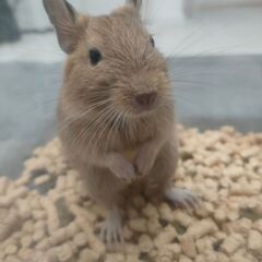 サンドデグー里親募集