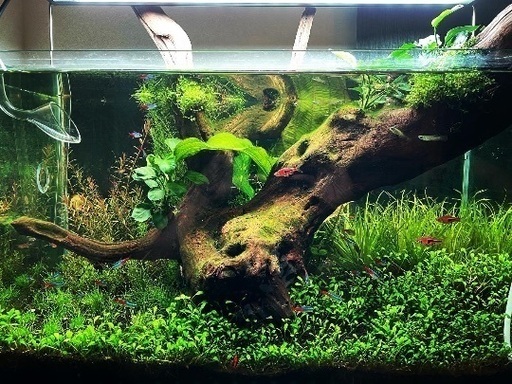 ADA 60cm水槽 キューブガーデン 2022年製