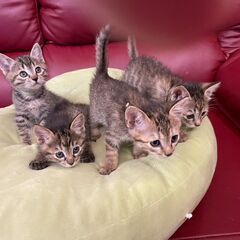 ★里親様✨募集致します★キジトラ子猫3匹