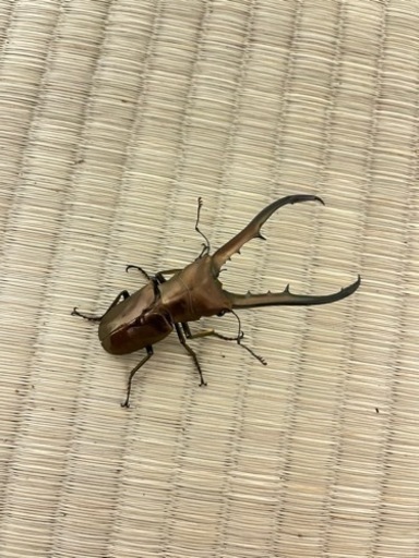 【取引中】メタリフェルホソアカクワガタ♂×2