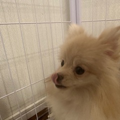 人懐っこいポメラニアン1歳︎︎ ♀の里親様募集