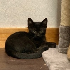 ✨️カッコイイ黒猫✨️仔猫ちゃん♡♡