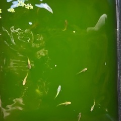 琥珀ラメメダカ（選別漏れ）5匹。の画像